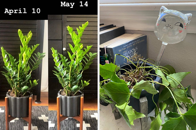 A houseplant is shown growing very quick; a cat-shaped water bulb is shoved into the soil of a houseplant