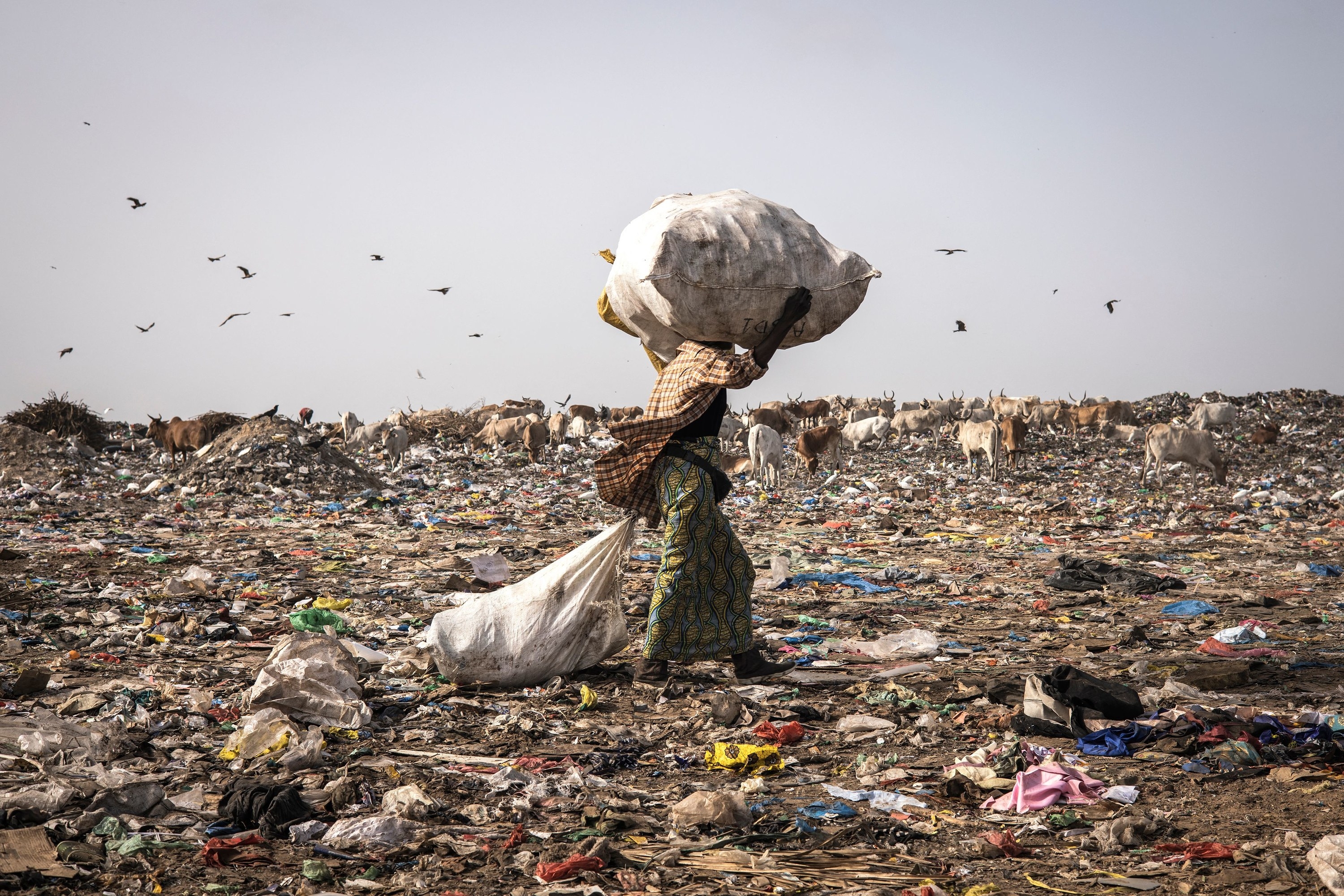 A person is seen walking among garbage with a bag of trash on their shoulder and cows are in the distance grazing