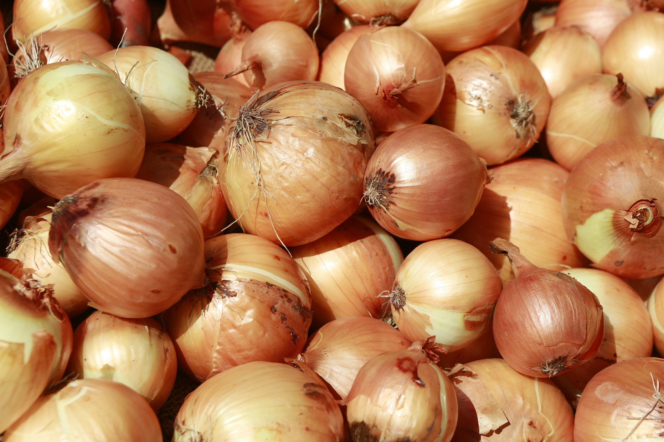 A pile of yellow onions for sale