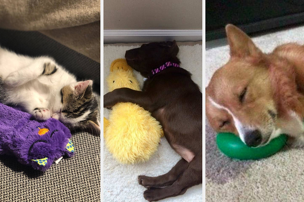 53 Pet Products With *The* Cutest Review Photos