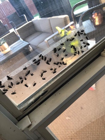 same adhesive trap with lots of flies on clear window pane