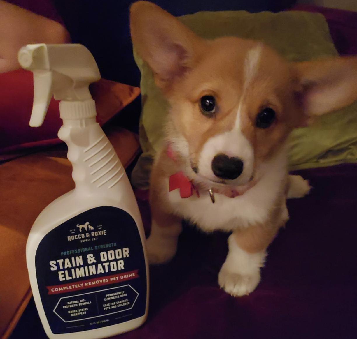 A customer review photo of the bottle next to their corgi puppy