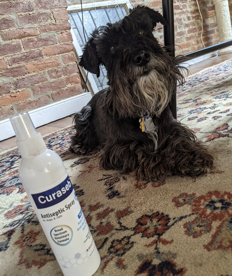 A customer review photo of their dog next to the bottle of the spray