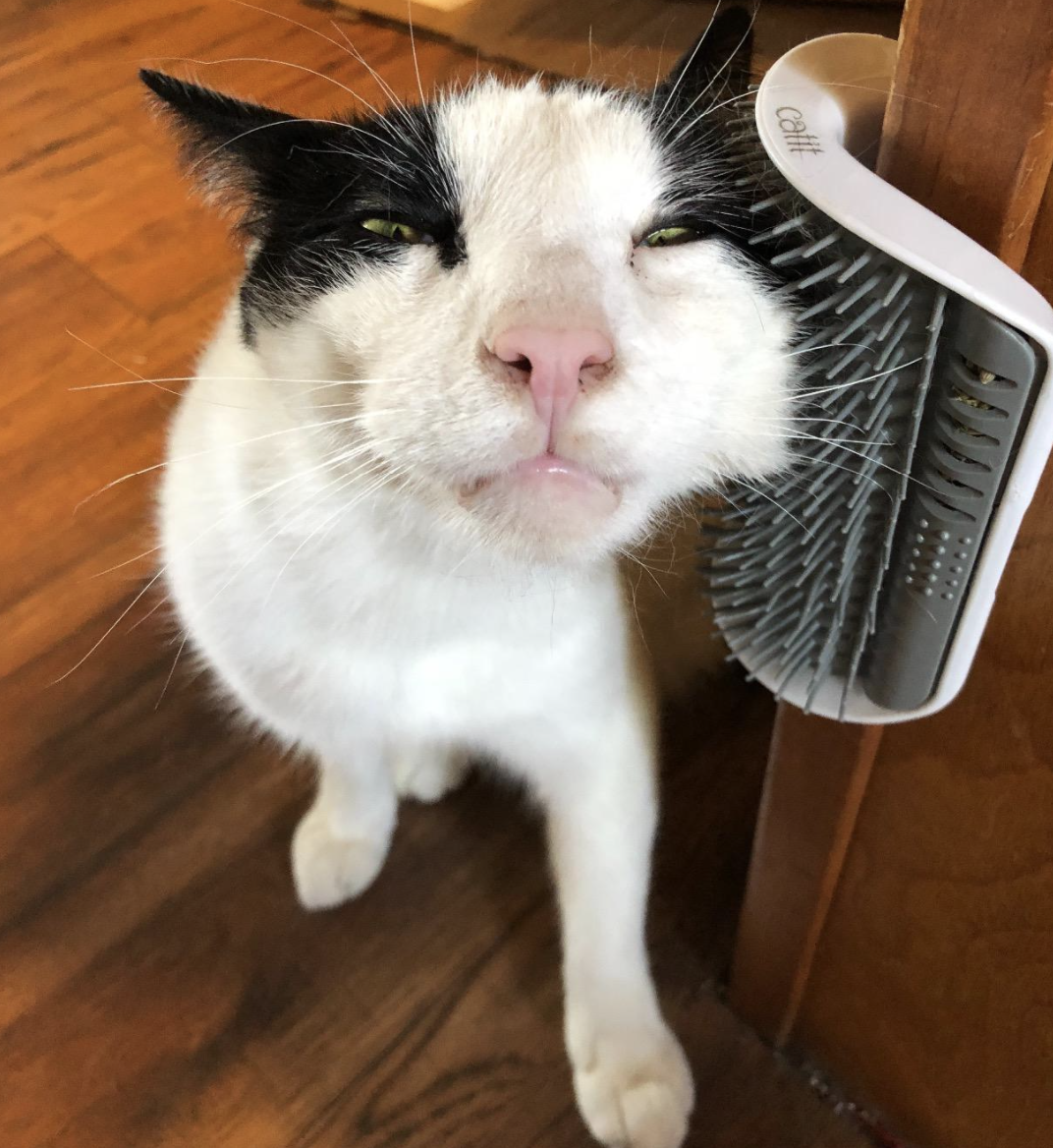 A customer review photo of their cat scratching themselves on the self groomer