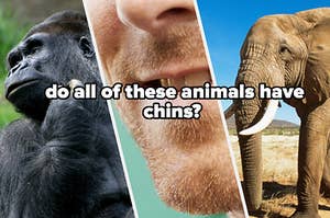 gorilla, human chin, elephant