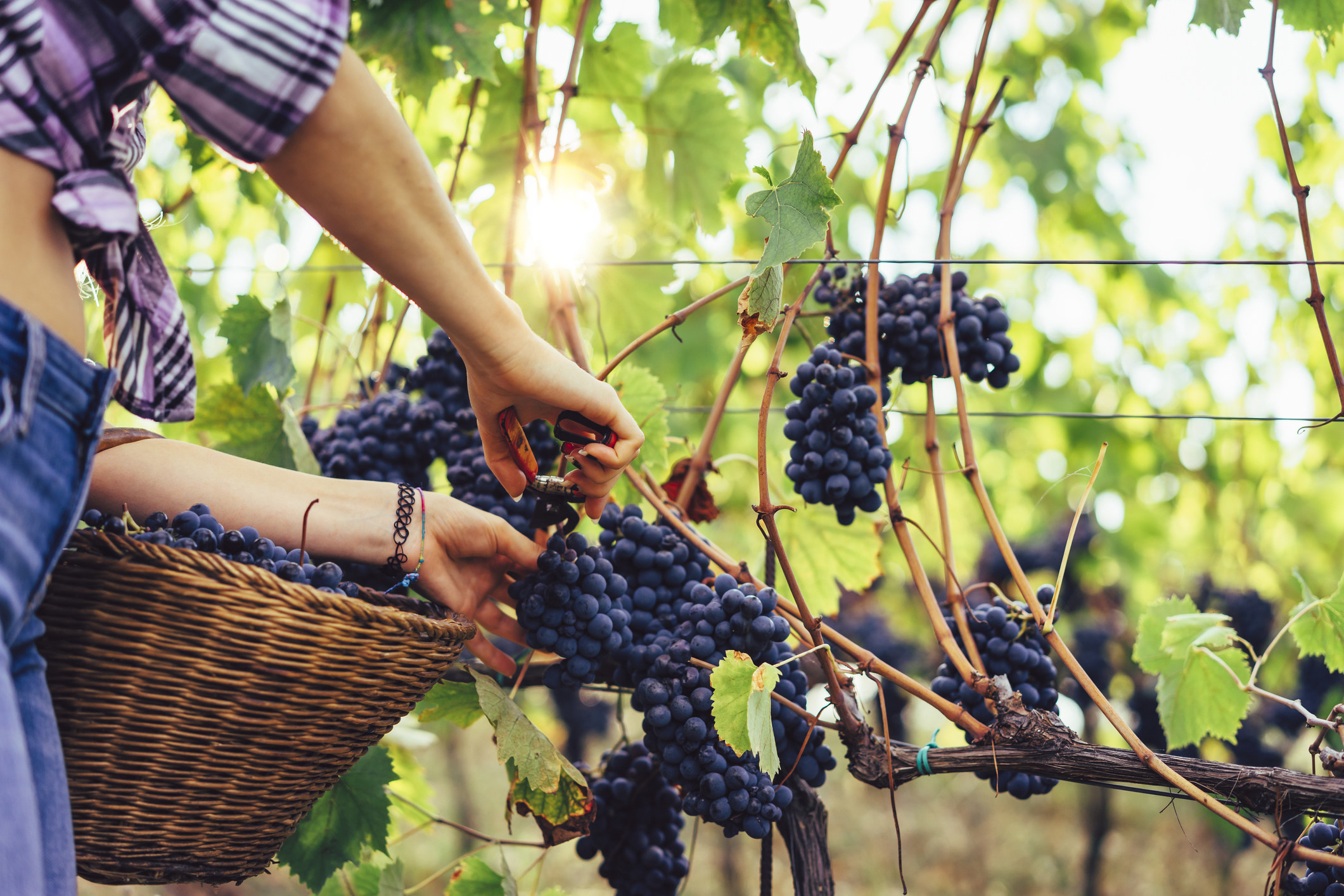 A woman picking grapes at a winery.