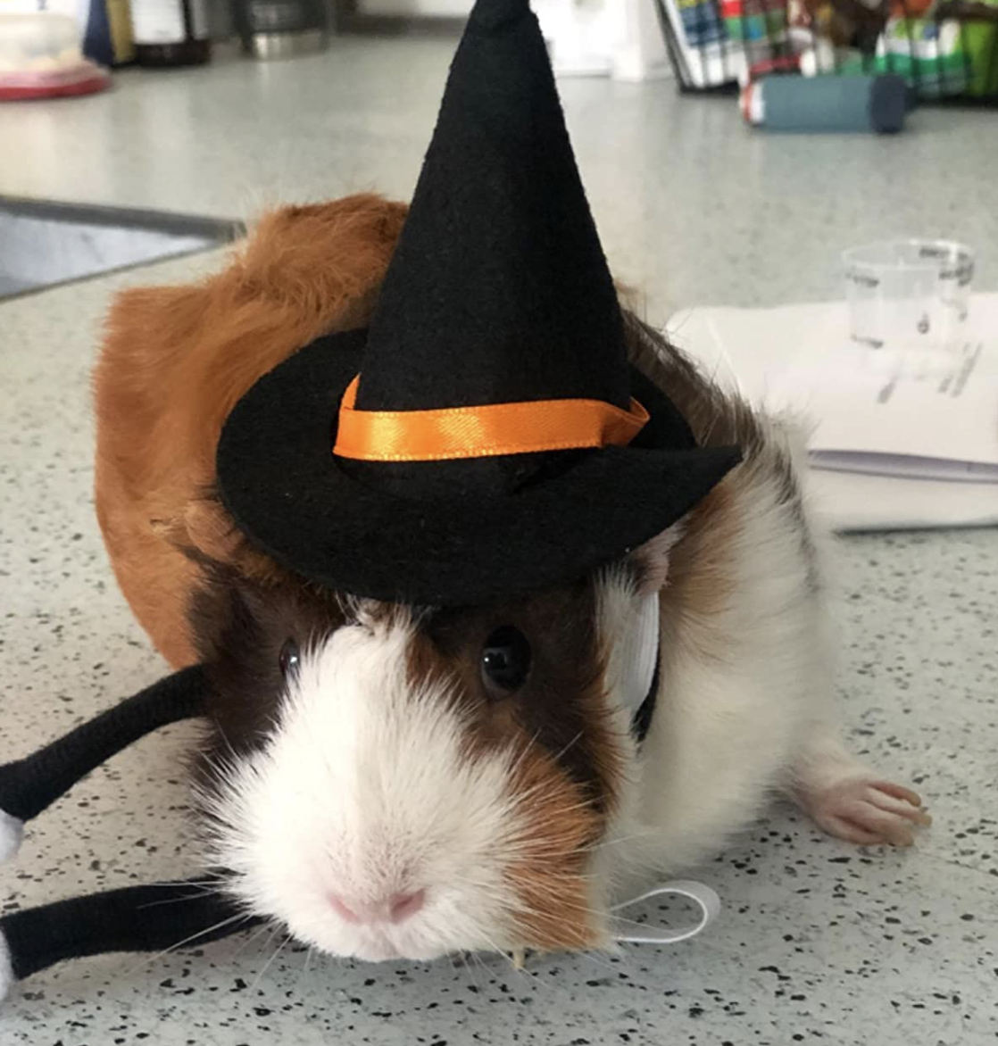 reviewer guinea pig wearing the witch hat