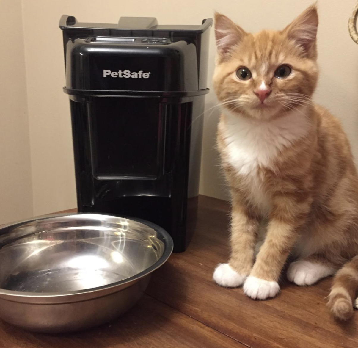 A customer review photo of their cat sitting next to the feeder