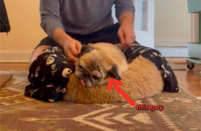 A pug lounging on the ground with it&#x27;s human