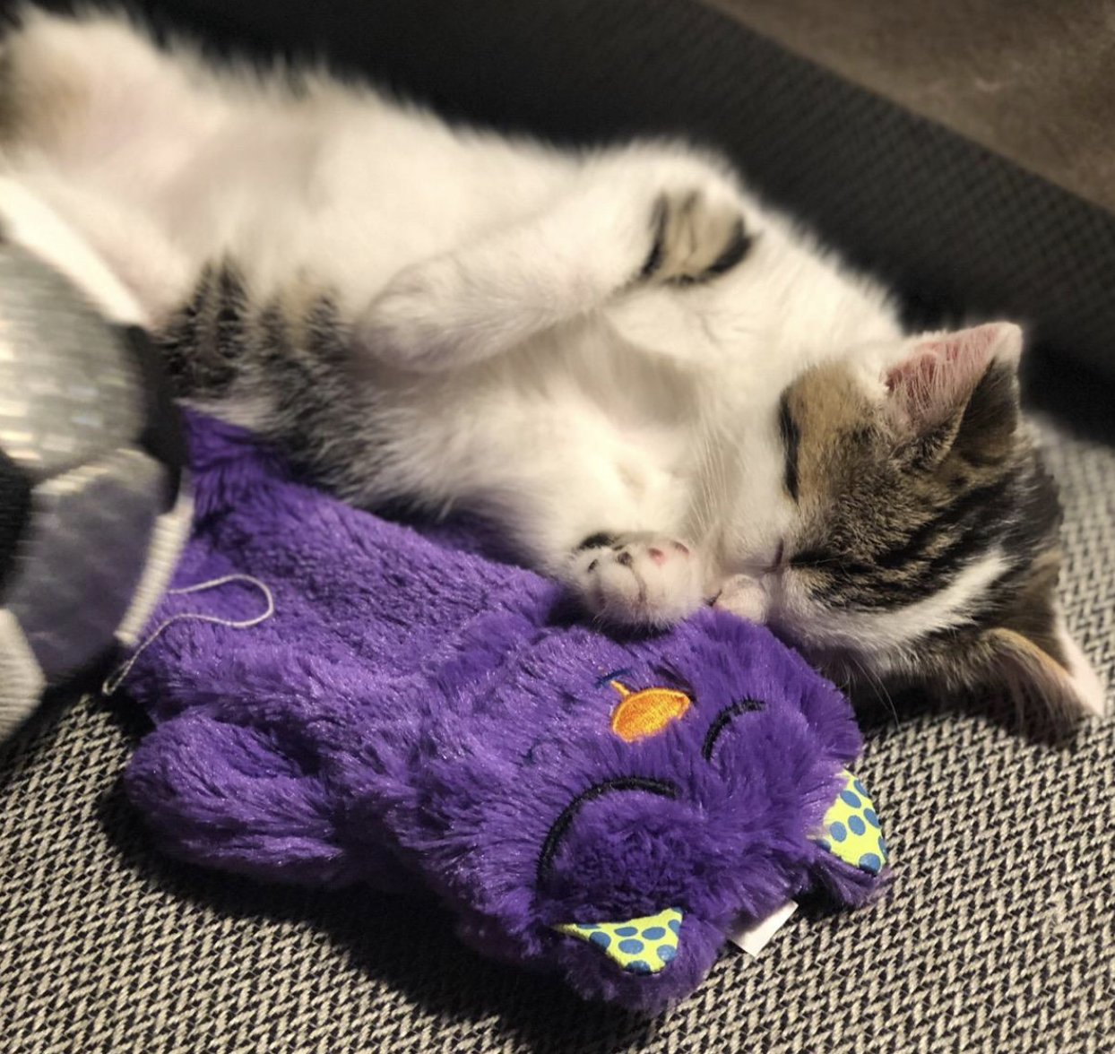 A customer review photo of their kitten cuddling the toy
