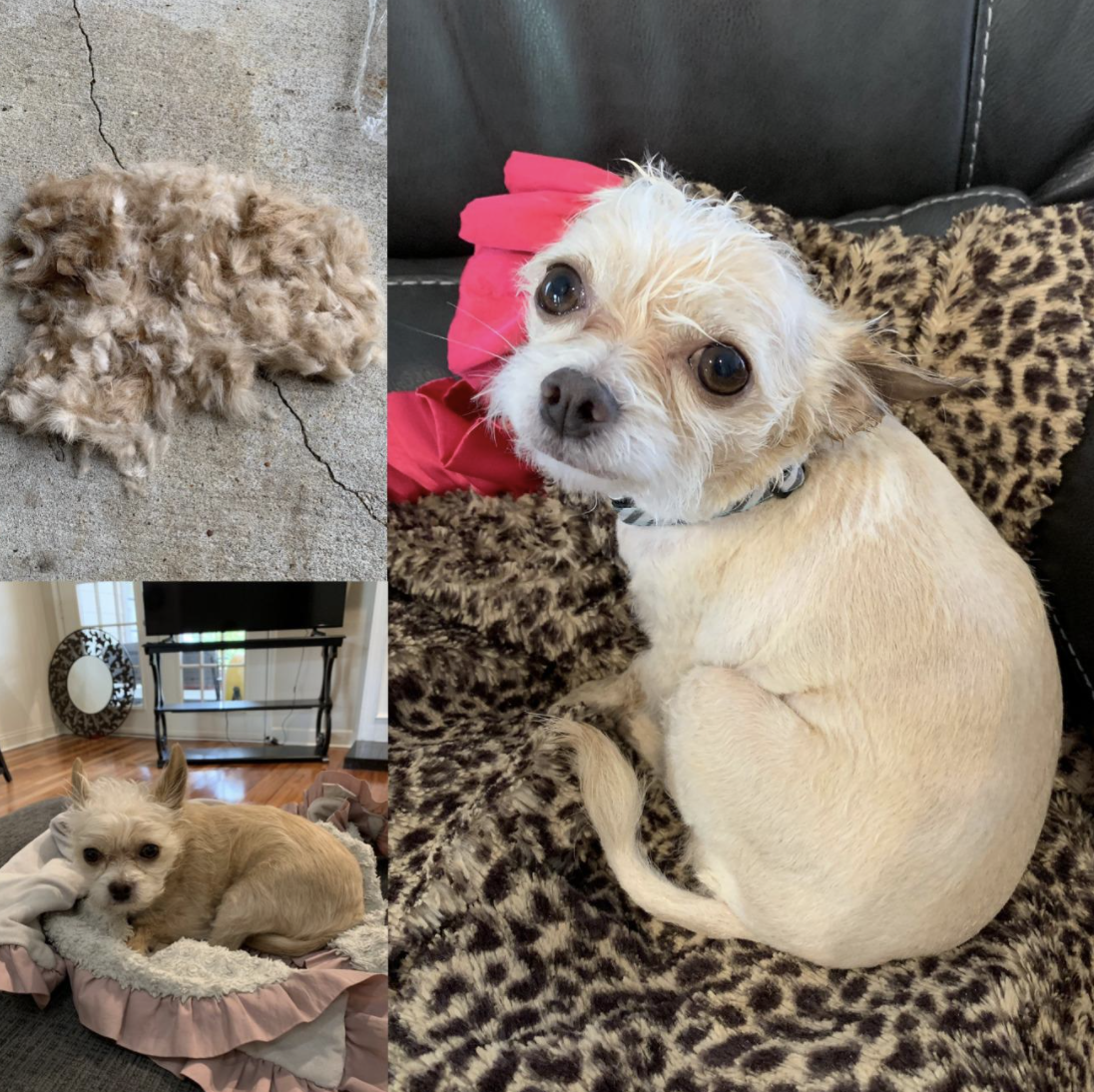 A series of customer review photos showing disheveled dog looking neat and groomed