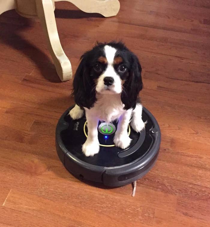 11 Best Robot For Pet Hair (And Dirt And Dust)