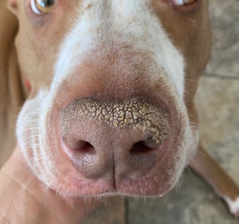 before reviewer image of a dog's dry and crusty snout