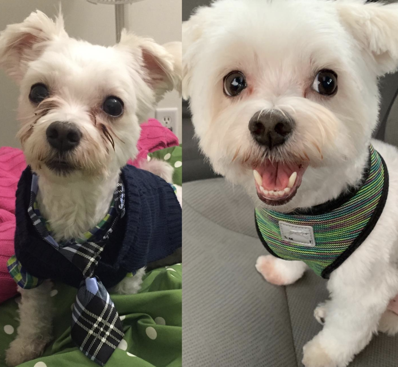 A customer review before and after photo of their dog with and then without tear stains