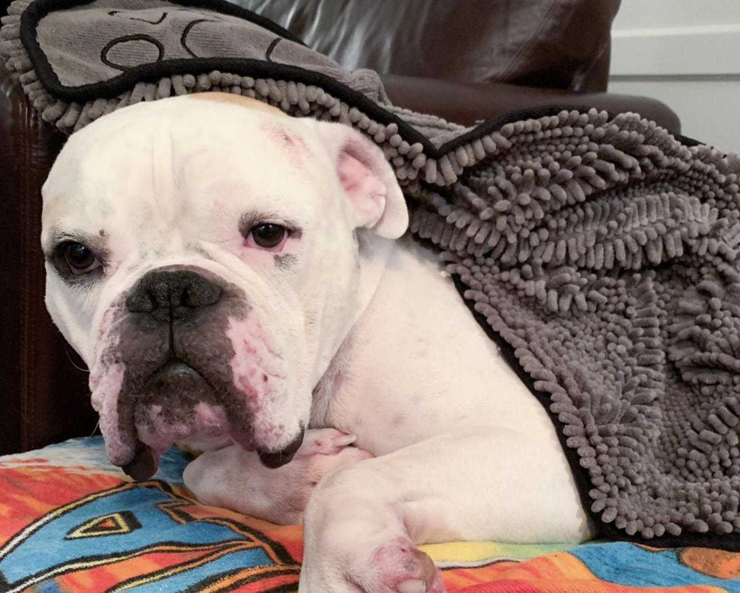A customer review photo of their dog in the towel