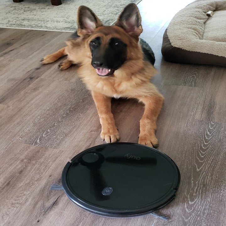 11 Best Robot Vacuums For Pet Hair (And Dirt And Dust)