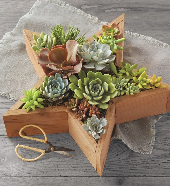 Star-shaped planter filled with succulents