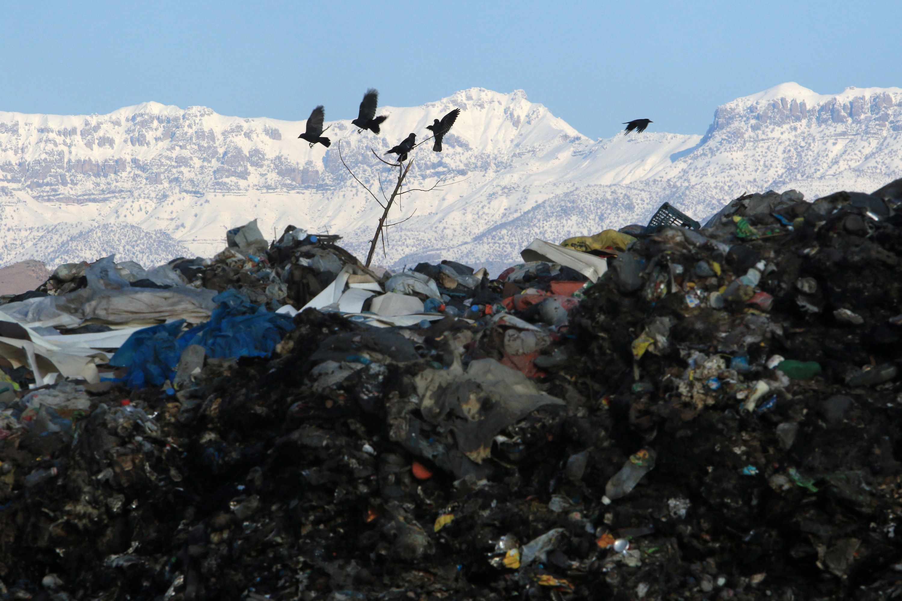 White mountains seen in the distance as birds fly over trash in the foreground
