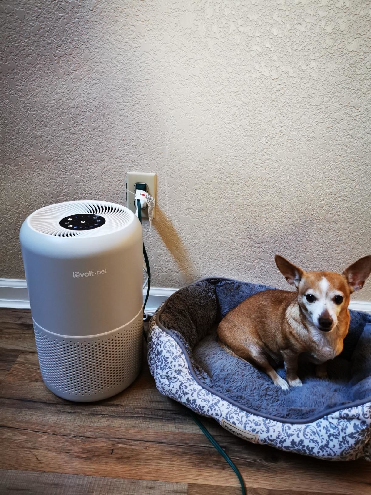 white air purifier next to small dog in a plush dog bed