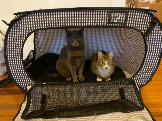 a reviewer photo of two cats in the carrier