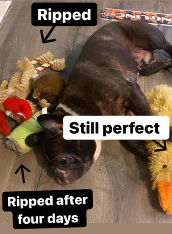 Rockie with toys he ripped after four days and his still perfect duck