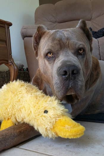 Cane Corso with fuzzy yellow duck