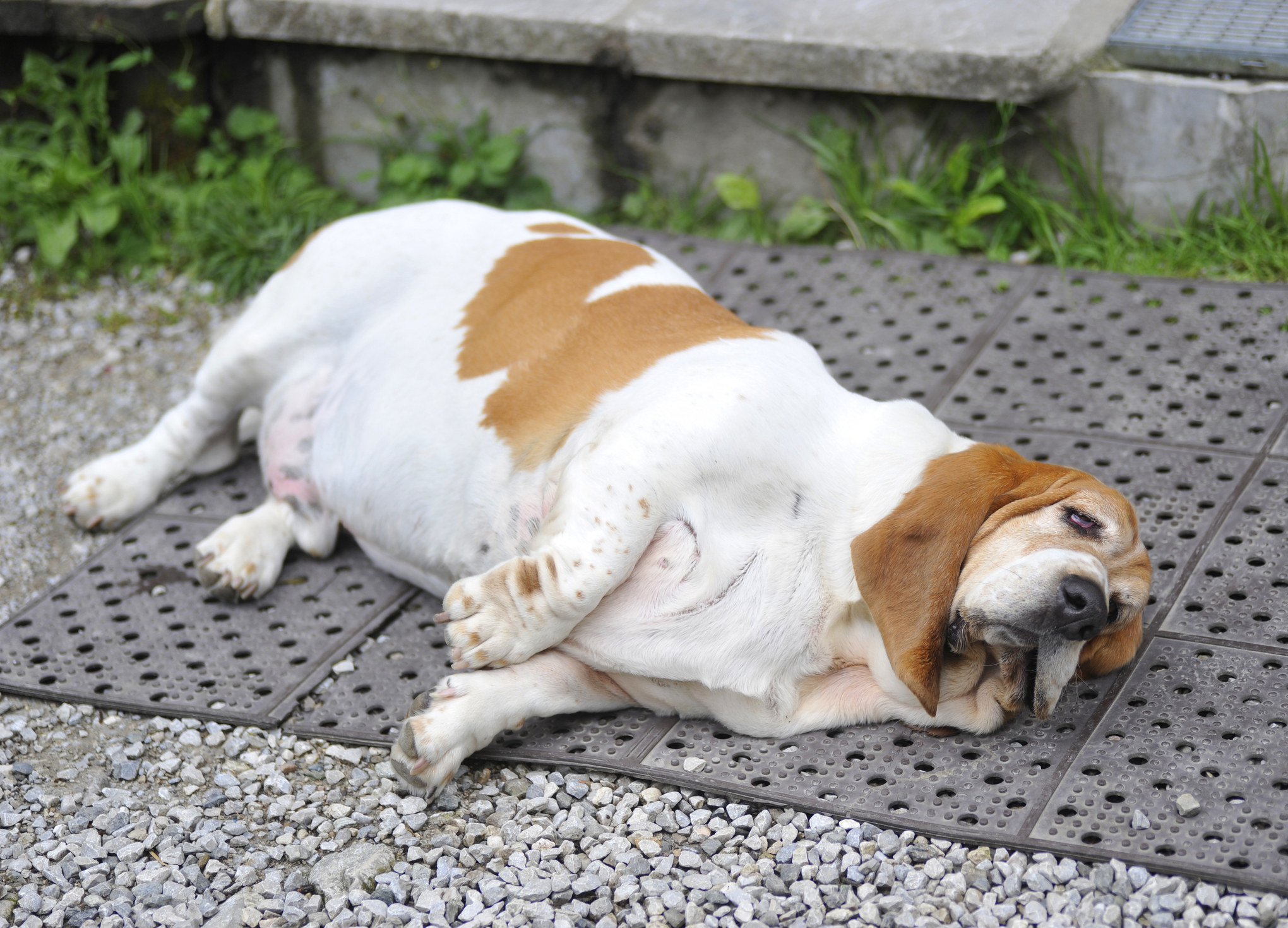 Самые толстые собаки в мире