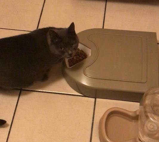 A reviewer&#x27;s cat eating out of the feeder