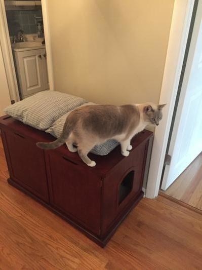 A reviewer&#x27;s cat on top of the enclosure in walnut