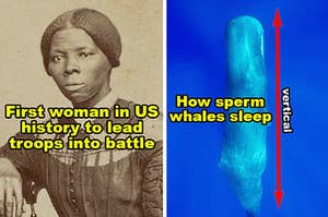 Harriet Tubman was the first woman in US history to lead troops into battle, and sperm whales sleep vertically