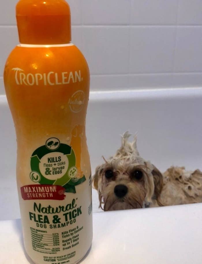 Reviewer image of orange shampoo bottle next to white dog in bathtub