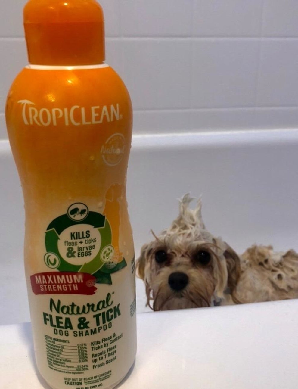 what is a good shampoo for dogs