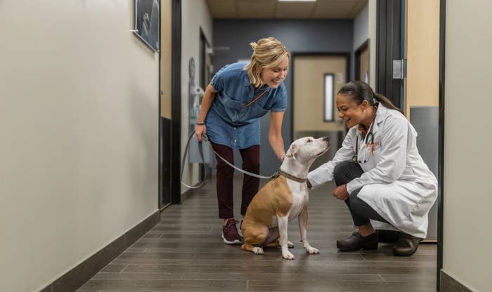 A vet greets a dog and their owner