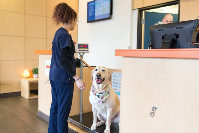 A vet weights a golden retriever at their office