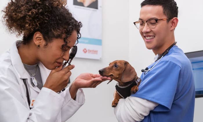 A vet inspects a dachshund being held by a nurse