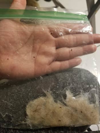 Reviewer picture of plastic obtain filled with ineffective fleas and dogs hair