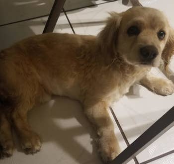 Reviewer picture of domestic dog laying under desk