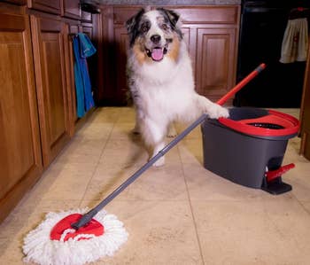 Reviewer photo of a dog with the mop and bucket set