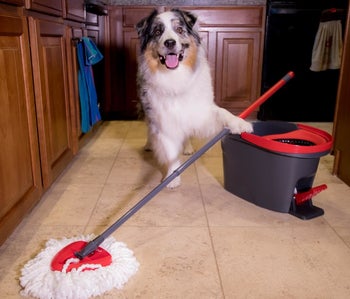 Reviewer photo of a dog with the mop and bucket set