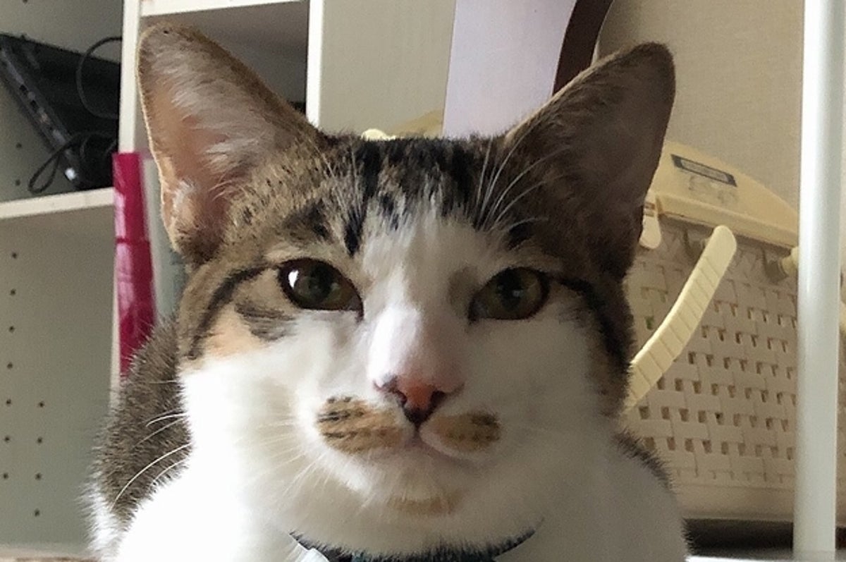 飼い主の対策も虚しく 猫避けでくつろぎまくりな猫ちゃんにびっくり 飼い主の対策も虚しく 猫避けでくつろぎまくりな猫ちゃんにびっくり