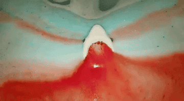GIF of the shark bath bomb dissolving in a bathtub