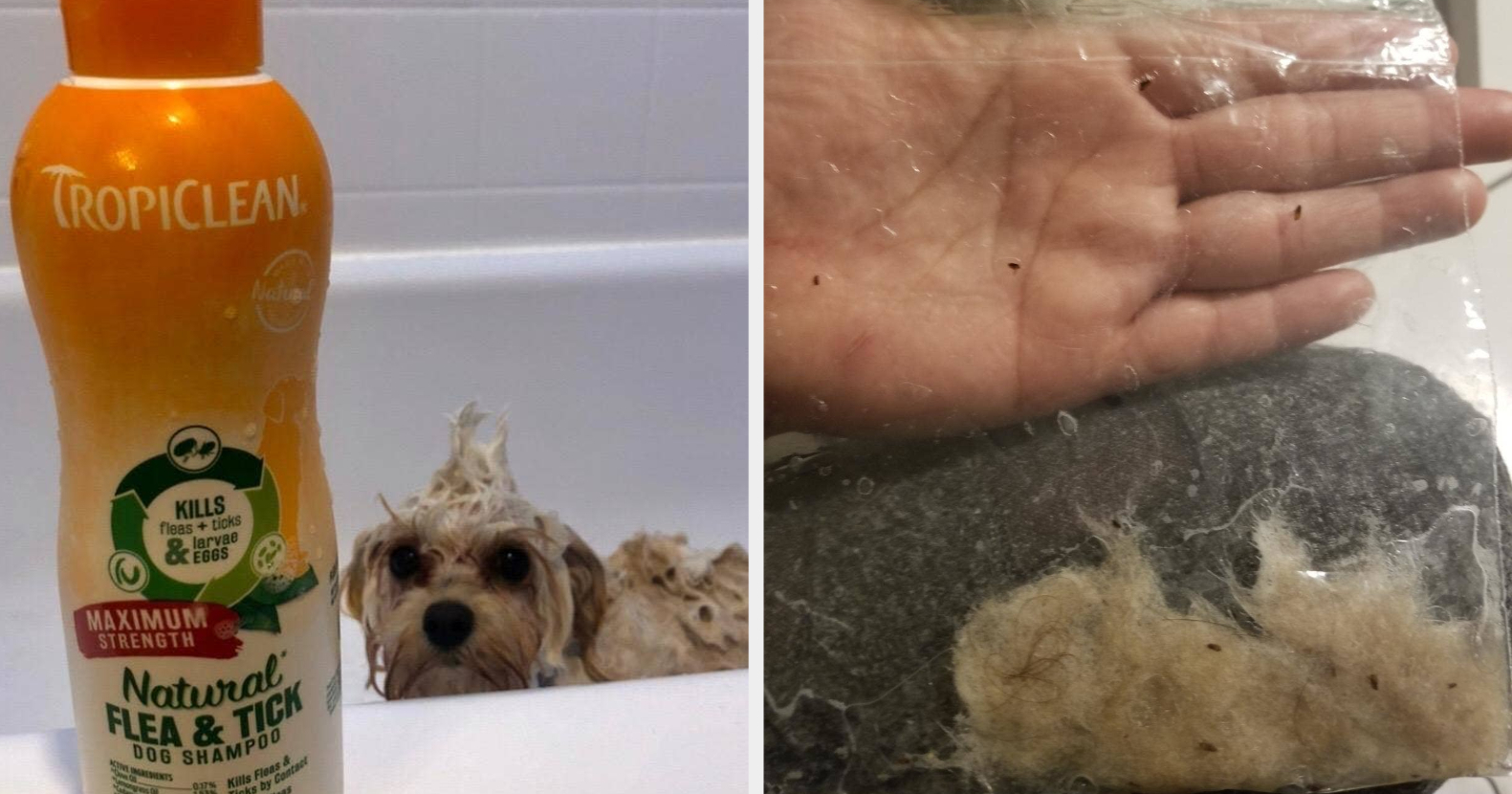 how often can you use flea shampoo on a dog