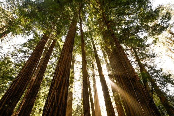 The sun peers through Redwood trees at Muir Woods in Mill Valley, California