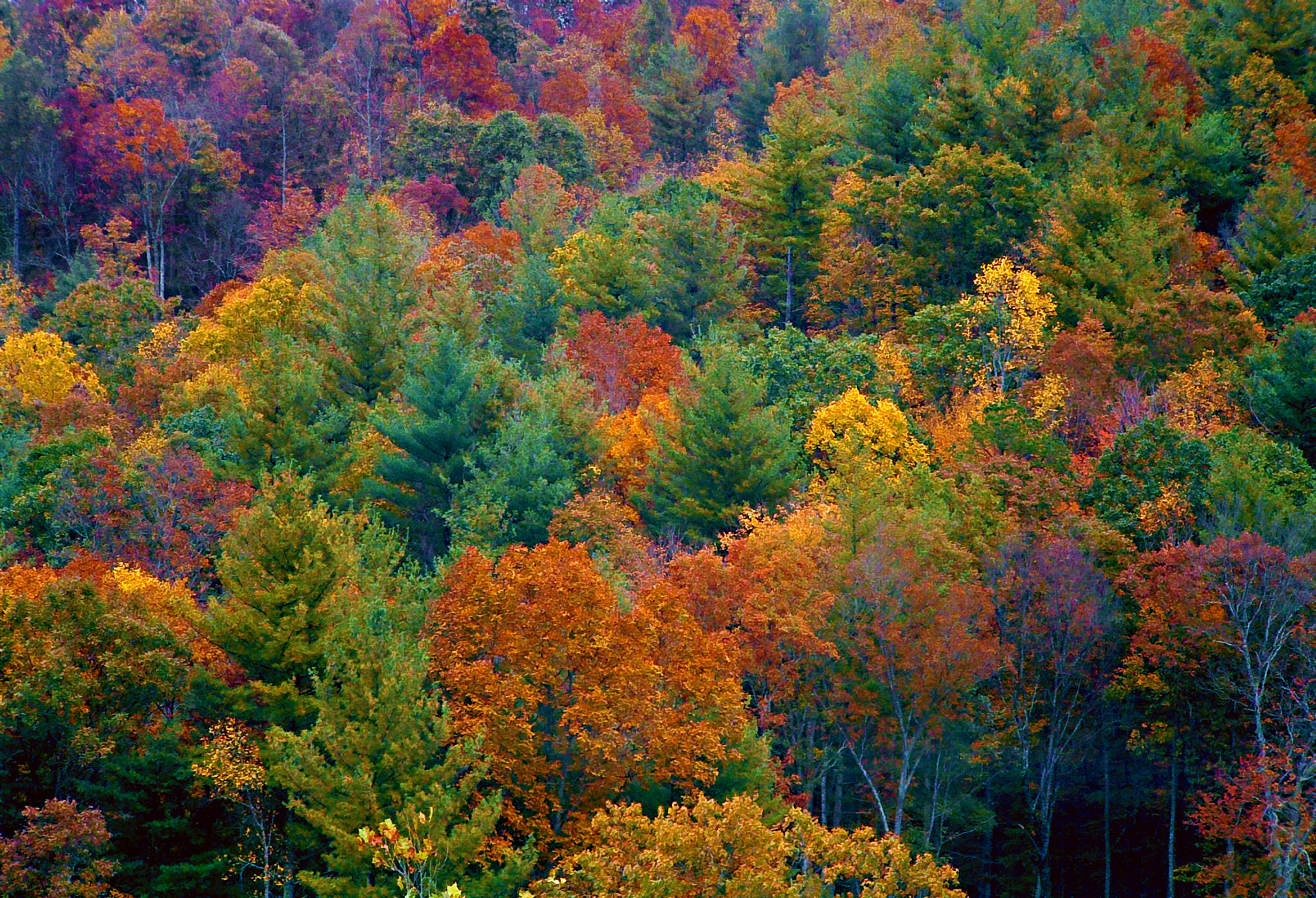 A wall of brilliant fall colors marches up the side of a mountain near the blue ridge parkway, Asheville, North Carolina