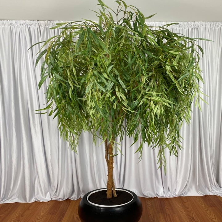 Reviewer image of willow tree in black pot