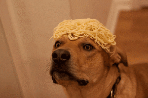 a surprised dog with wet noodles on its head