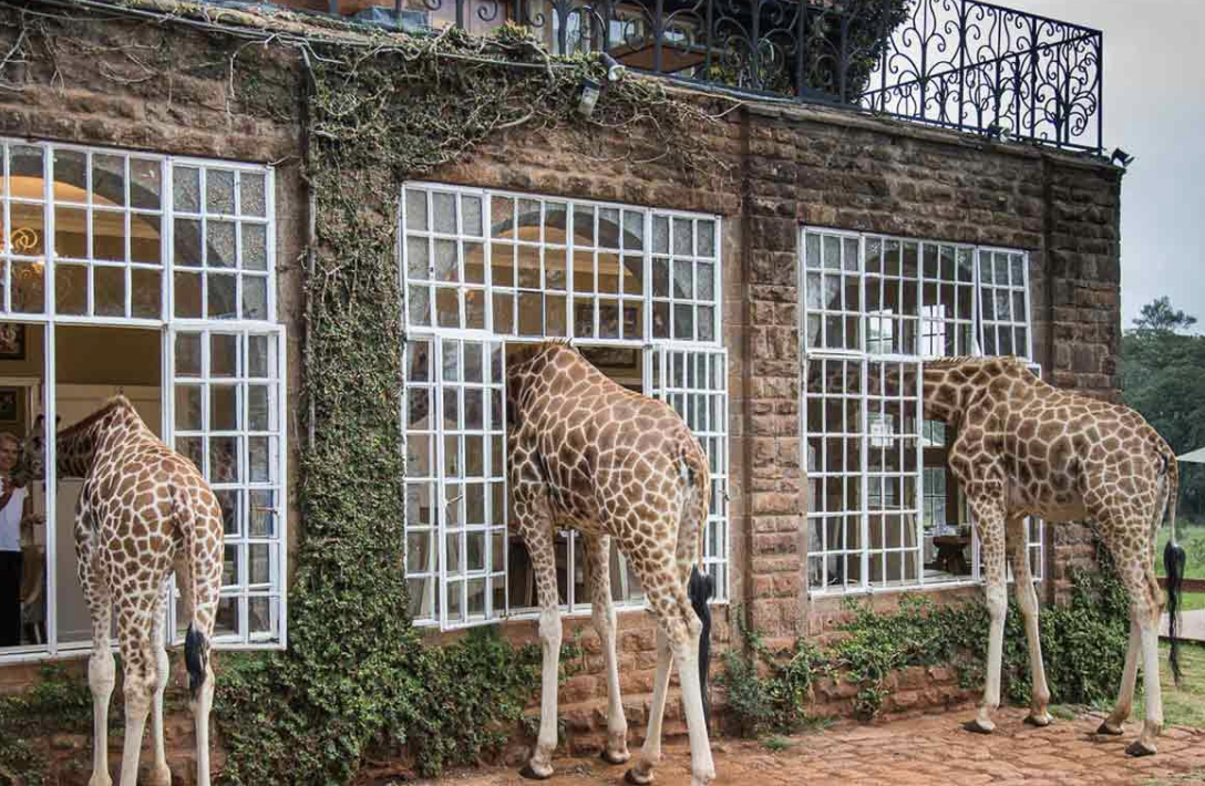 Three giraffes sticking their head into the manor through large windows to eat and see guests