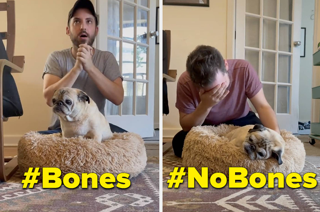 Screenshots from TikToks of the Bones/No Bones pug