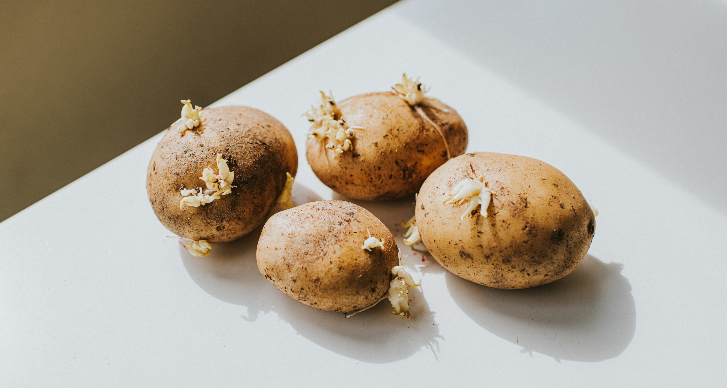 Можно ли есть картошку если она проросла. Проросший картофель. Технология подготовки клубней картофеля к посадке. Клубень и столоны картофеля. Подготовка картофеля к ранению.