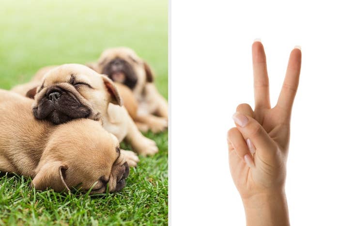 Tiny pugs and a hand doing the peace sign